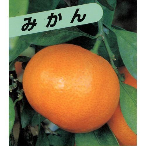 柑橘類の苗 極早生 上野温州みかん 2年生苗木 : 菜園くらぶ Yahoo!店