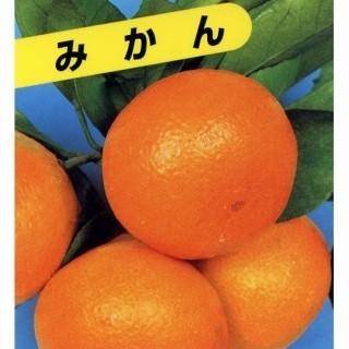 柑橘類の苗 青島温州みかん 2年生苗木 : 菜園くらぶ Yahoo!店 - 通販