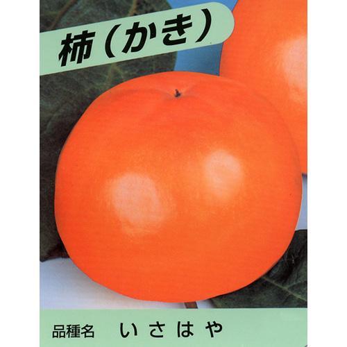 果樹苗 甘柿 いさはや 1年生苗木｜saien-club