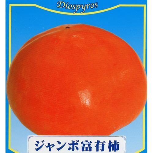 果樹苗 甘柿 ジャンボ富有柿 1年生苗木 : 菜園くらぶ Yahoo!店 - 通販
