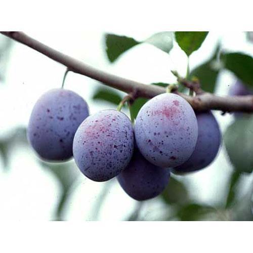 果樹苗 プルーン サンプルーン 1年生苗木 菜園くらぶ Yahoo 店 通販 Yahoo ショッピング