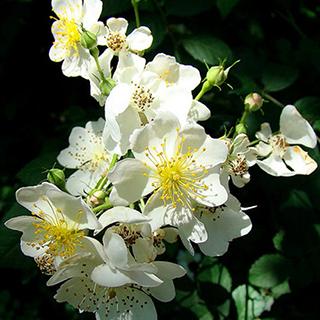 バラ苗 ロサムルティフローラ 2年大株苗 4号鉢 オールドローズ 原種系 菜園くらぶ Yahoo 店 通販 Yahoo ショッピング