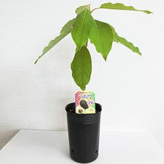 ぽるぽる　アボカド苗 0000000007422_E4OKDDw.jpg