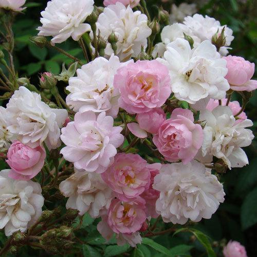 バラ苗 (予約販売) ギルランドローズ 2年大株苗 4号鉢 : 菜園くらぶ