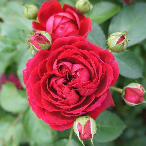 希少　薔薇苗　バラ苗　…2年　1鉢 バラ苗 (予約販売) ハイグローブ 2年大株苗 4号鉢 : 菜園くらぶ Yahoo