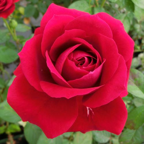 バラ苗 (予約販売) ニーナウェイブル 2年大株苗 4号鉢 : 菜園くらぶ