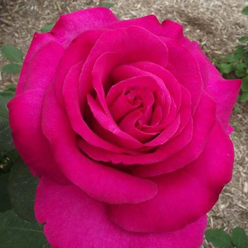 バラ苗 パローレ 2年大株苗 4号鉢 菜園くらぶ Yahoo 店 通販 Yahoo ショッピング