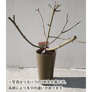 バラ苗 (予約販売) レッドブロカット 2年大株苗 4号鉢 : 菜園くらぶ