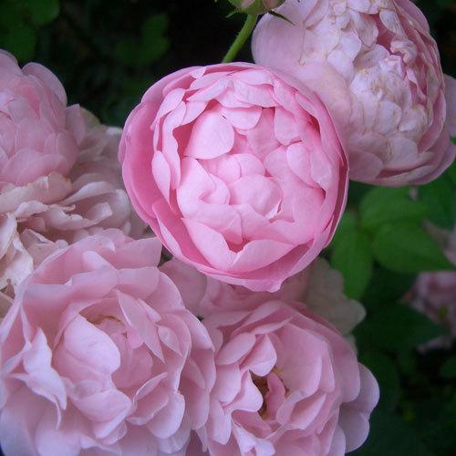 バラ苗 (予約販売) ローブリッター 2年大株苗 4号鉢 : 菜園くらぶ