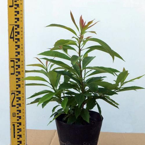 苗木 イジュ 株立ち 15cmポット : 菜園くらぶ Yahoo!店 - 通販