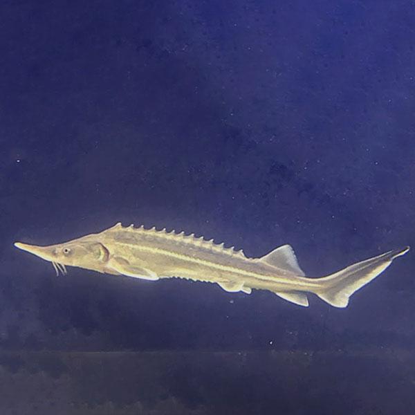 チョウザメ 稚魚 / コチョウザメ 体長 11cm前後｜観賞・研究・養殖向け