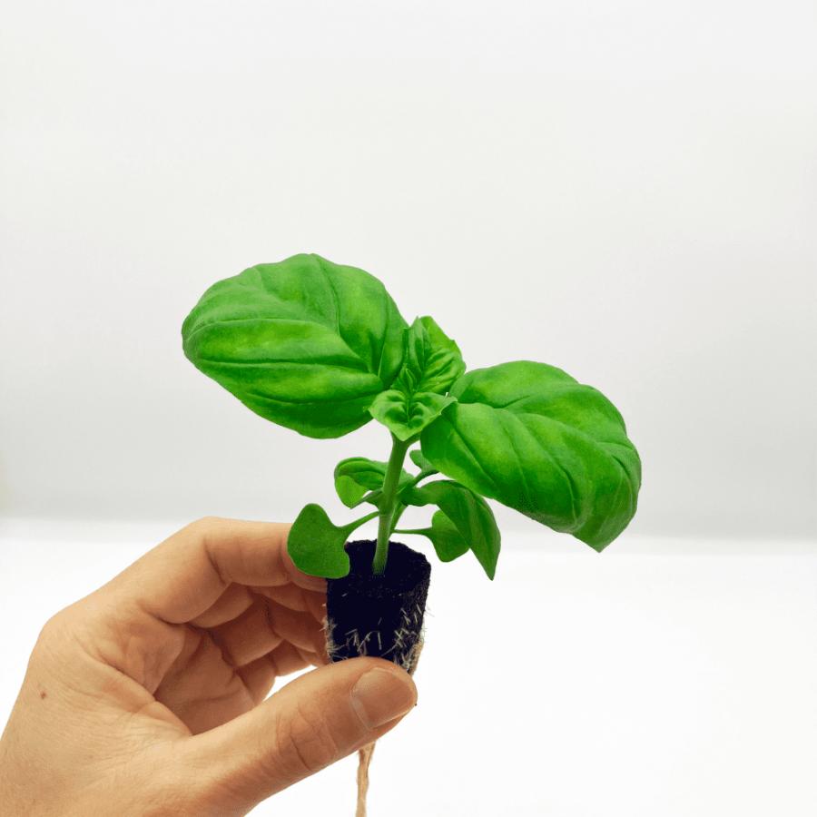 スイートバジル オーガニック 苗 64株 アクアポニックス 水耕栽培 NAWS2013おうち菜園Yahoo!店 通販