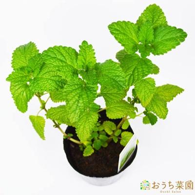 レモンバーム 苗 ハーブ 野菜 ９ｃｍ ポット Belle Ile Nature Org