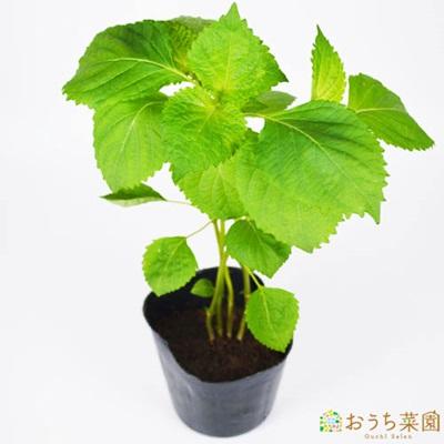 青シソ しそ 74 Off 苗 ハーブ ９ｃｍ 野菜 ポット