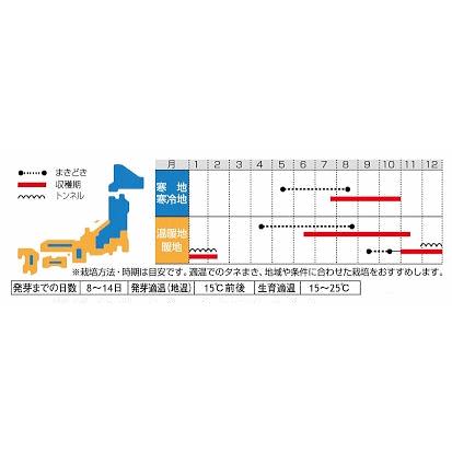 サカタのタネ パクチー ハーブ 種 セリ科 一年草 家庭菜園 メール便対応 種子 タネ コエンドロ 至上 たね シャンツァイ コリアンダー
