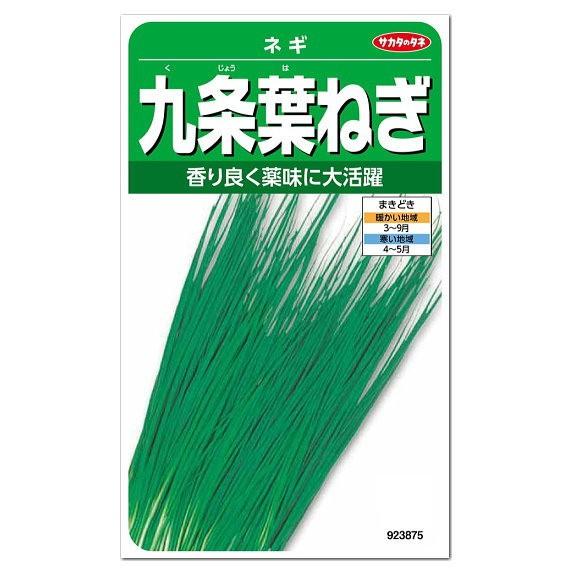 サカタのタネ 九条葉ねぎ 種 家庭菜園 プランター 薬味 栽培 ネギ タネ 野菜 葱 たね 種子 Z28 10 菜園ライフ 通販 Yahoo ショッピング
