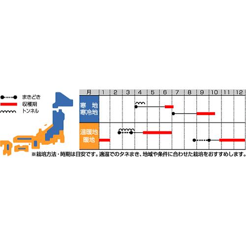 サカタのタネ オータムポエム アスパラ菜 ツケナ 種 プランター栽培 漬け菜 つけな タネ たね 種子 簡単 緑黄色野菜 種の生産地 北海道｜saienlife｜02