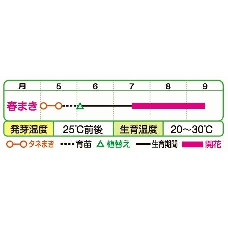 タキイ 朝顔 サンスマイル 混合 矮性種 FAA430 種 種子 花 植物 タネ たね 花壇 切り花 ドライフラワー プランター ニホンアサガオ 鉢植え｜saienlife｜02