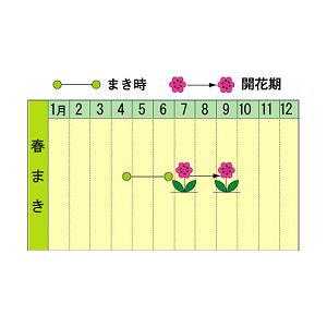 トーホク 曜白系あさがお メリーゴーランド  種  生産地 茨城県 花壇 プランター あさがお エコ アサガオのたね 種子 ガーデニング  朝顔 メール便対応｜saienlife｜02