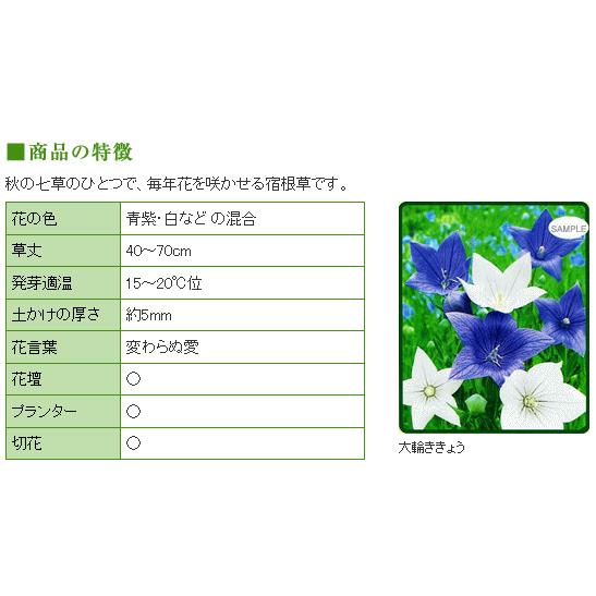 トーホク 大輪ききょう 種 生産地 茨城県 宿根草 花壇 プランター 切花 キキョウ 桔梗 たね バルーン フラワー メール便対応 Z57 10 菜園ライフ 通販 Yahoo ショッピング