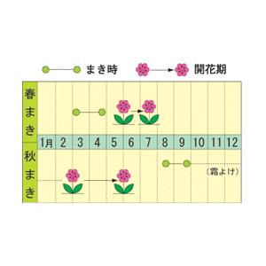 トーホク ノースポール 種  花壇 プランター たね  ガーデニング クリサンセマム メール便対応｜saienlife｜02