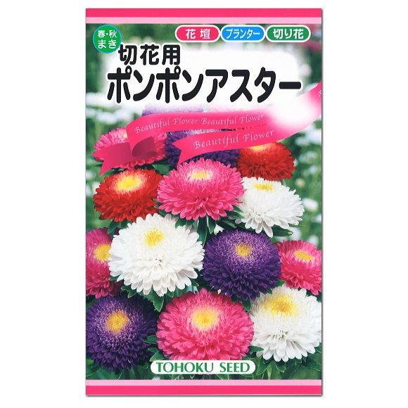 トーホク 切花用ポンポンアスター 種 一年草 花壇 プランター 切花 たね ガーデニング メール便対応 Z57 10 菜園ライフ 通販 Yahoo ショッピング