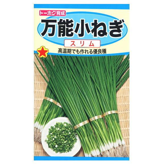 春まき用 トーホク 万能小ねぎ スリム 種 家庭菜園 プランター 薬味 栽培 ネギの