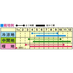 トーホク キスミーはつか大根 種 家庭菜園 二十日大根 ハツカダイコンのタネ 野菜 たね 種子 メール便対応 Z57 10 002 菜園ライフ 通販 Yahoo ショッピング