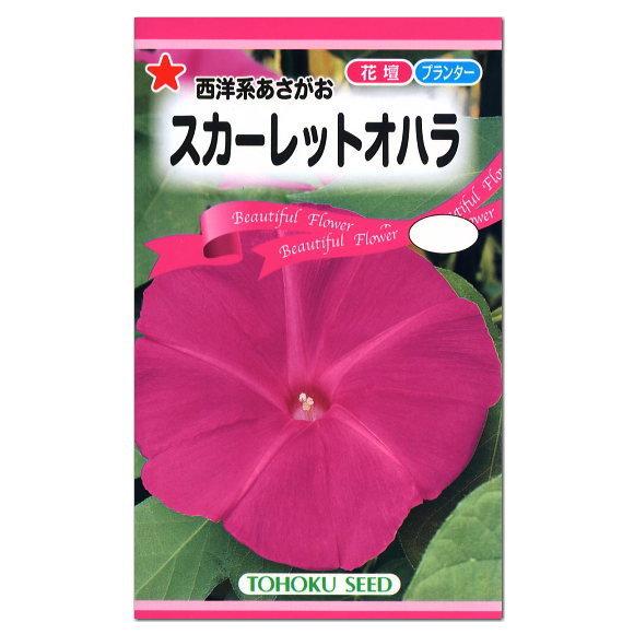 低価格で大人気の トーホク 西洋系あさがお スカーレットオハラ 種 生産地 栃木県 花壇 プランター あさがお アサガオのたね 種子 ガーデニング 朝顔 メール便対応