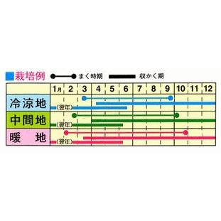 トーホク 青汁ケール 種  家庭菜園 野菜 栽培 あおじる ケールの種 たね 種子 緑黄色野菜 プランター タネ｜saienlife｜02