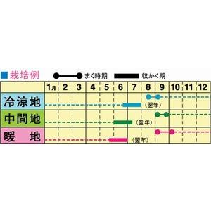 トーホク 玉ねぎ 新きぬ 和 なごみ 種 中晩生 玉葱 たまねぎ オニオン タネ 種子 家庭菜園 メール便 Z57 10 菜園ライフ 通販 Yahoo ショッピング