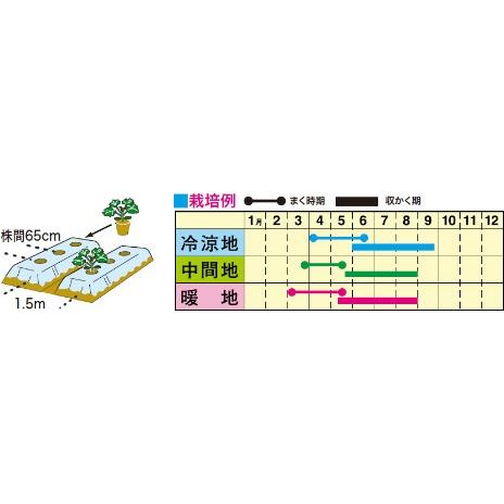 トーホク ズッキーニ 黄坊 種 家庭菜園 ズッキーニのタネ 黄色 たね 種子 夏野菜 メール便対応 Z57 10 菜園ライフ 通販 Yahoo ショッピング