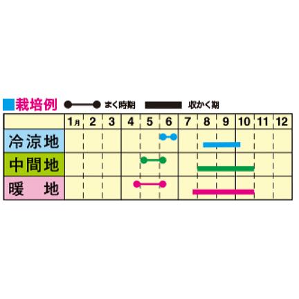 トーホク 早どり四角豆 種 家庭菜園 シカクマメ しかくまめのタネ 緑のカーテン グリーンカーテン たね タネ 種子 メール便対応 Z57 10 菜園ライフ 通販 Yahoo ショッピング