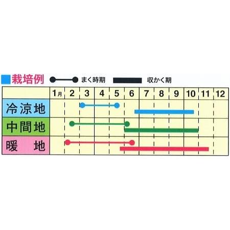 トーホク とろとろステーキなす 大型品種 種 家庭菜園 プランター栽培可 茄子 ナスのタネ たね 種子 夏野菜 Z57 10 菜園ライフ 通販 Yahoo ショッピング