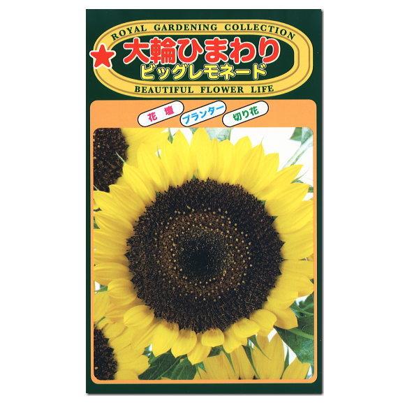トーホク 大輪ひまわり ビッグレモネード 種 花壇 切花 プランター 向日葵 ヒマワリのたね 種子 夏 自由研究 栽培 メール便対応 Z57 10 菜園ライフ 通販 Yahoo ショッピング