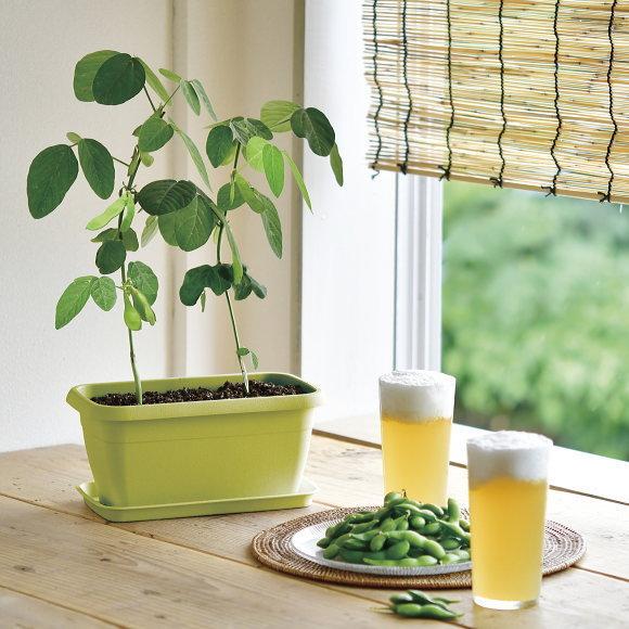 エンジョイプランター ベジ フラワー 可愛いプランターで育てる栽培セット インテリアグリーン おしゃれ かわいい 栽培キット 家庭菜園 おうち菜園 Z62 10 2 菜園ライフ 通販 Yahoo ショッピング