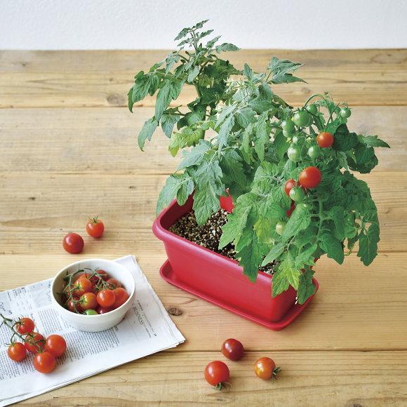 エンジョイプランター ベジ フラワー 可愛いプランターで育てる栽培セット インテリアグリーン おしゃれ かわいい 栽培キット 家庭菜園 おうち菜園 Z62 10 2 菜園ライフ 通販 Yahoo ショッピング