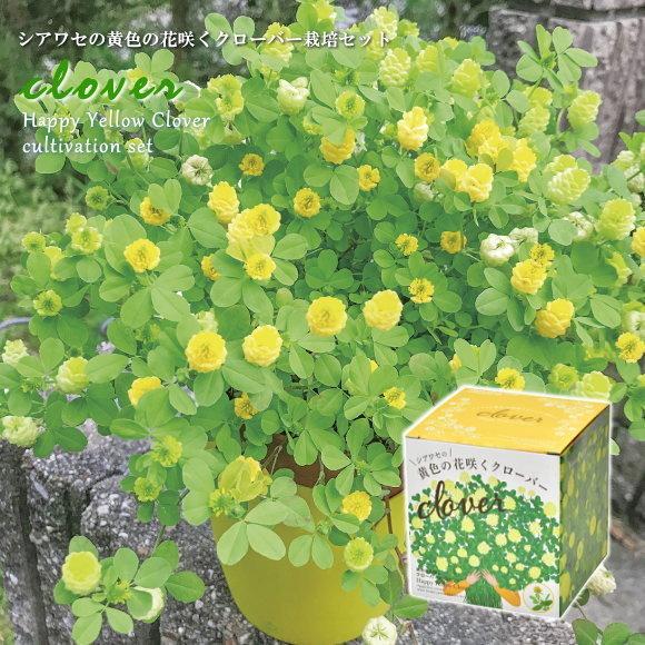 シアワセの黄色の花咲くクローバー栽培セット ハートポット付 インテリアグリーン おしゃれ かわいい 栽培キット ガーデニング 母の日 Z62 10 菜園ライフ 通販 Yahoo ショッピング