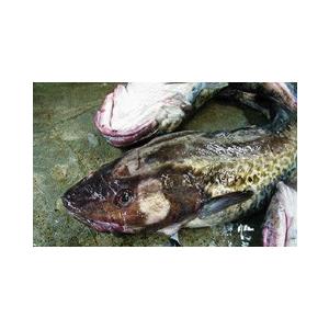 北海道産真鱈　棒鱈（ぼうだら） ９００g 前後　（最高級　稚内産 天日乾燥）_2