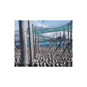 北海道産真鱈　棒鱈（ぼうだら） ９００g 前後　（最高級　稚内産 天日乾燥）_3