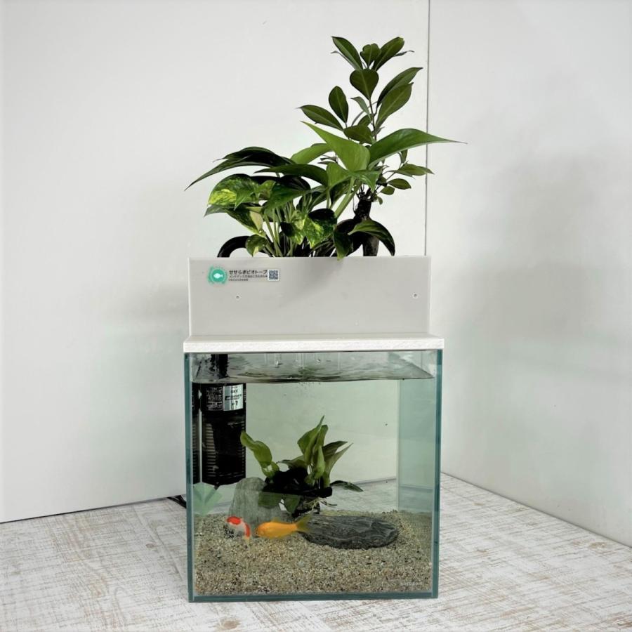 送料無料 せせらぎ室内ビオトープ 25型 15ｌ 基本水槽セット 金魚や熱帯魚の水槽にピッタリ 観葉植物が水をキレイにします 1 西条庭園 通販 Yahoo ショッピング