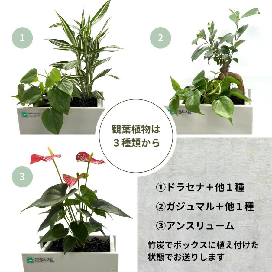 送料無料】25cm型 基本セット(グレー)＋照明あり / [TVで紹介]水換え