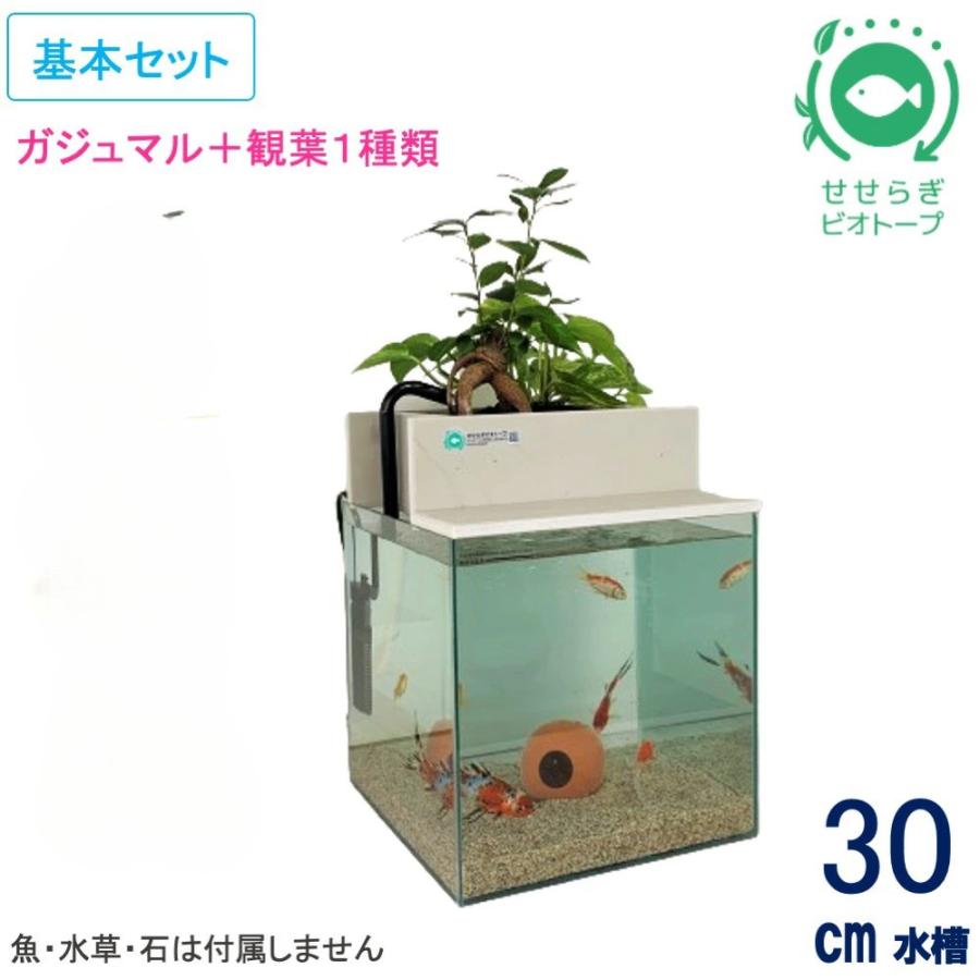 水槽　せせらぎビオトープ Amazon | せせらぎビオトープ 水替え不要【水槽セット】 20cm型