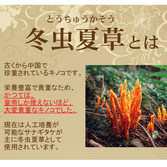 冬虫夏草パウダー100g 冬虫夏草100％ 粉末 とうちゅうかそう
