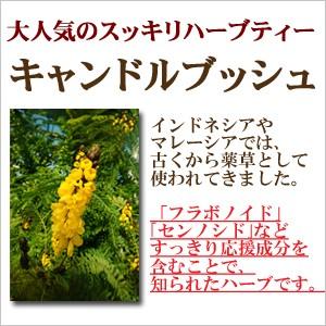 キャンドルブッシュ ハーブティー ゴールデンキャンドル ノンカフェイン　｜saika｜02