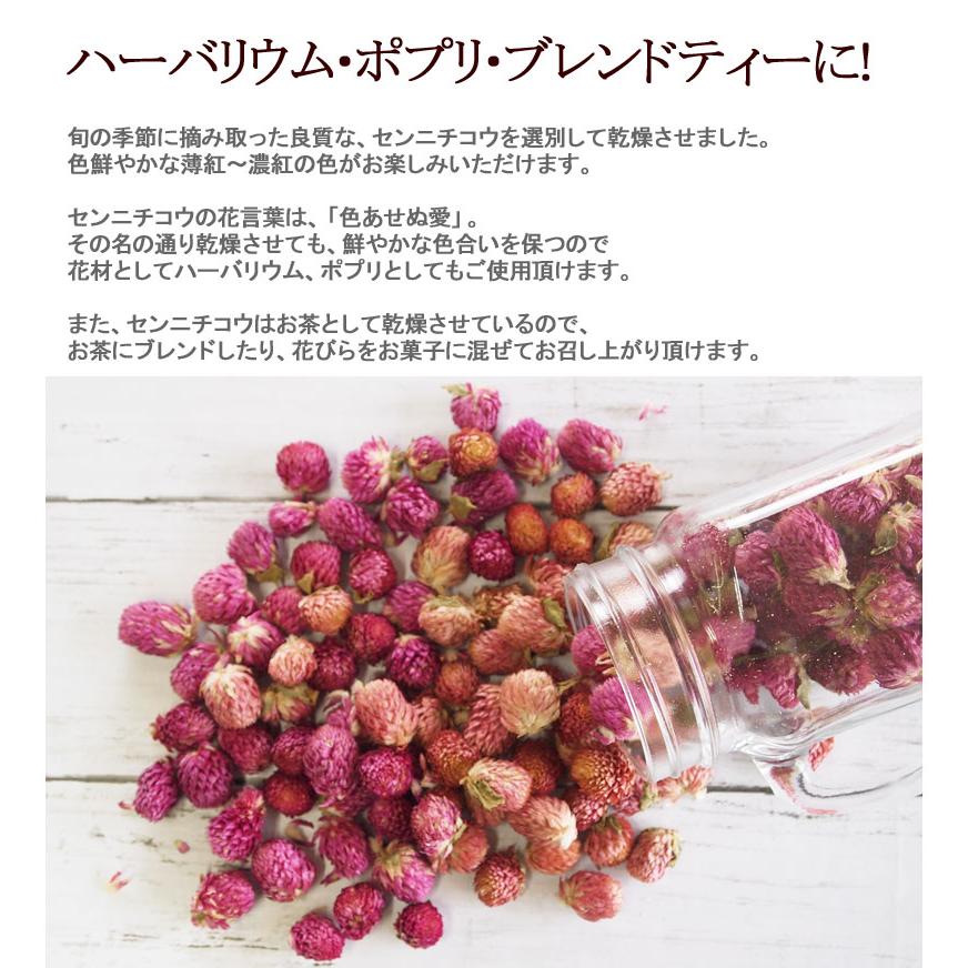 ドライフラワー・センニチコウ(紫)70g 花材 クラフト 乾燥花 千日紅