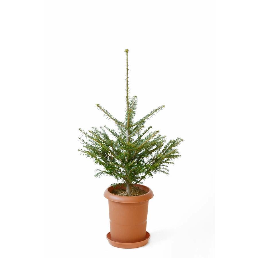 本物のもみの木60cm 8号鉢 クリスマスツリー用 モミの木 鉢植え 鉢付き もみのき C 観葉植物の専門店 彩植健美 通販 Yahoo ショッピング