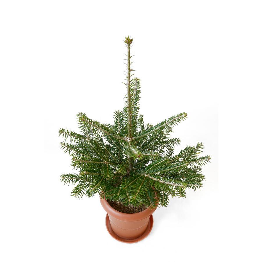 本物のもみの木60cm 8号鉢 クリスマスツリー用 モミの木 鉢植え 鉢付き もみのき C 観葉植物の専門店 彩植健美 通販 Yahoo ショッピング