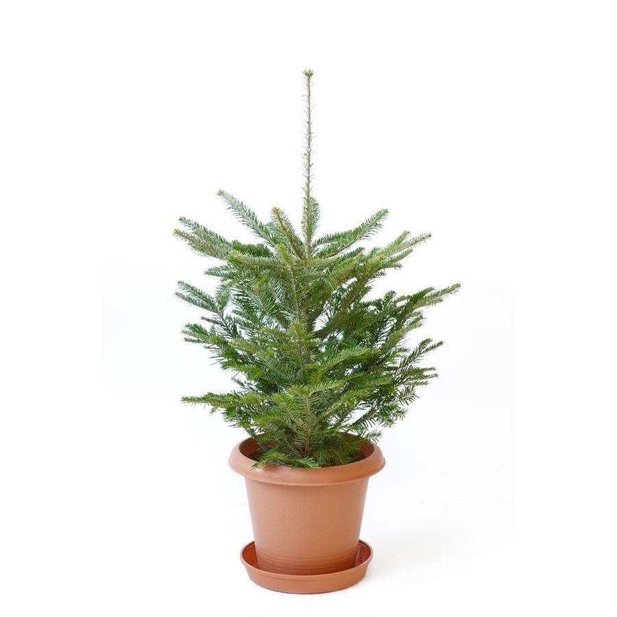 本物のもみの木80cm〜 10号輪鉢 クリスマスツリー用・モミの木 鉢植え 鉢付き もみのき