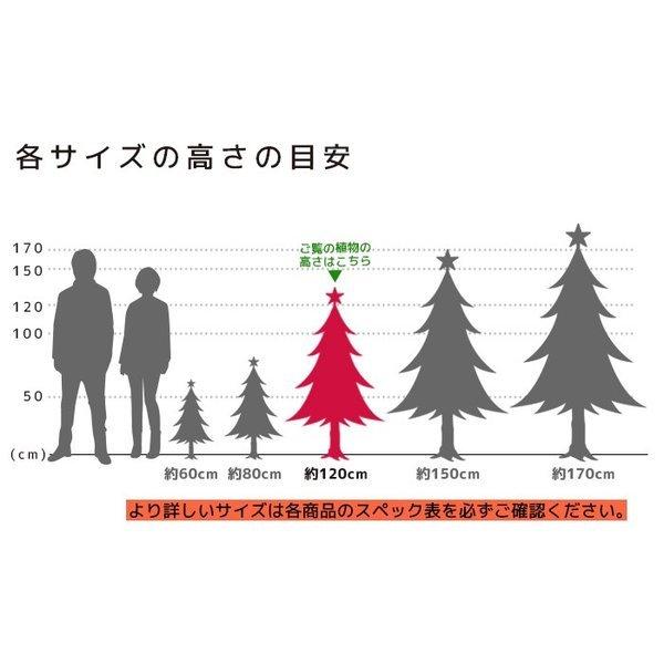 本物のもみの木120cm〜 10号鉢 クリスマスツリー用・モミの木 鉢植え